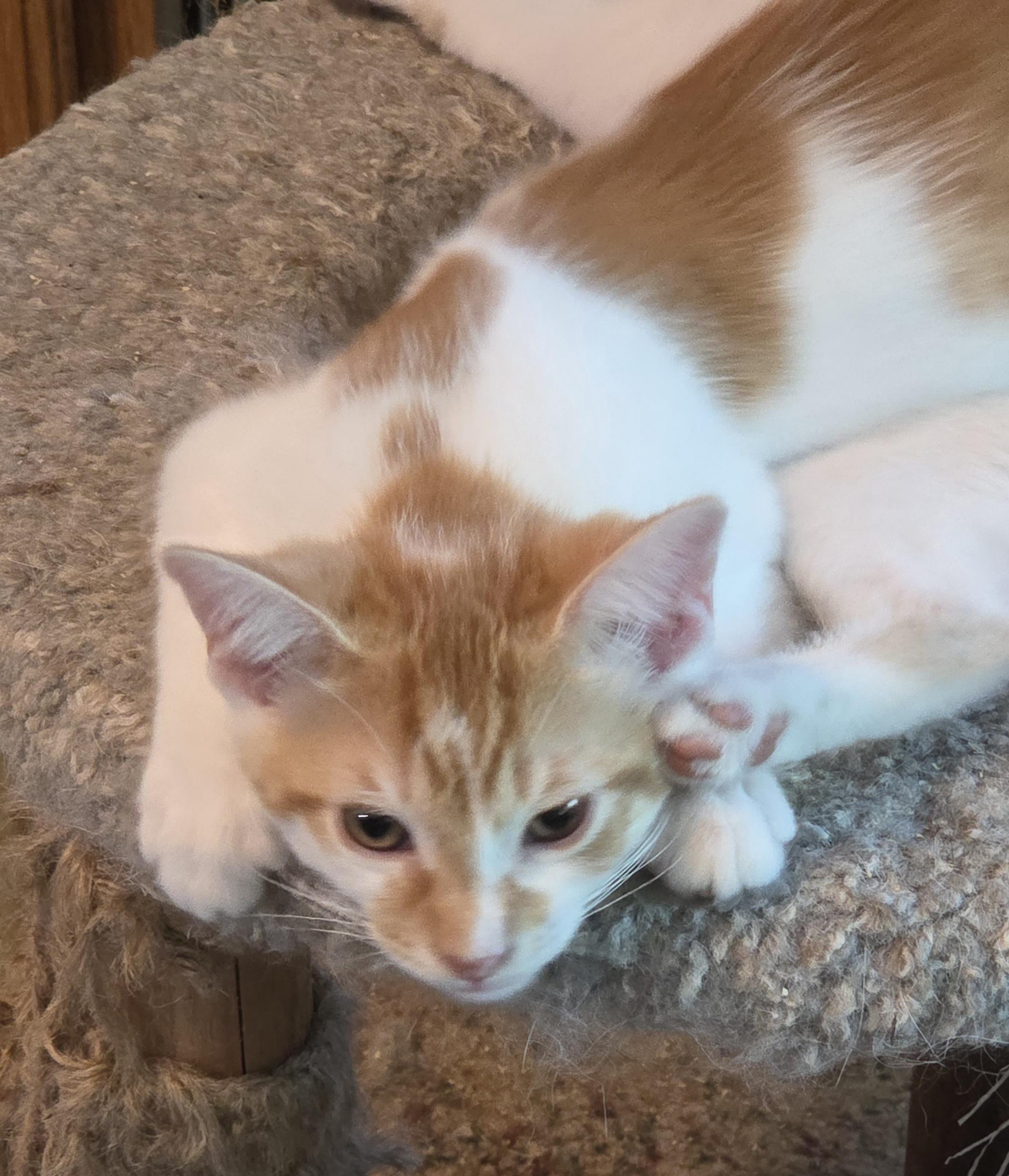 CHEETOS, a ADOPTABLE mixed breed in Harrison, MI image 3/3