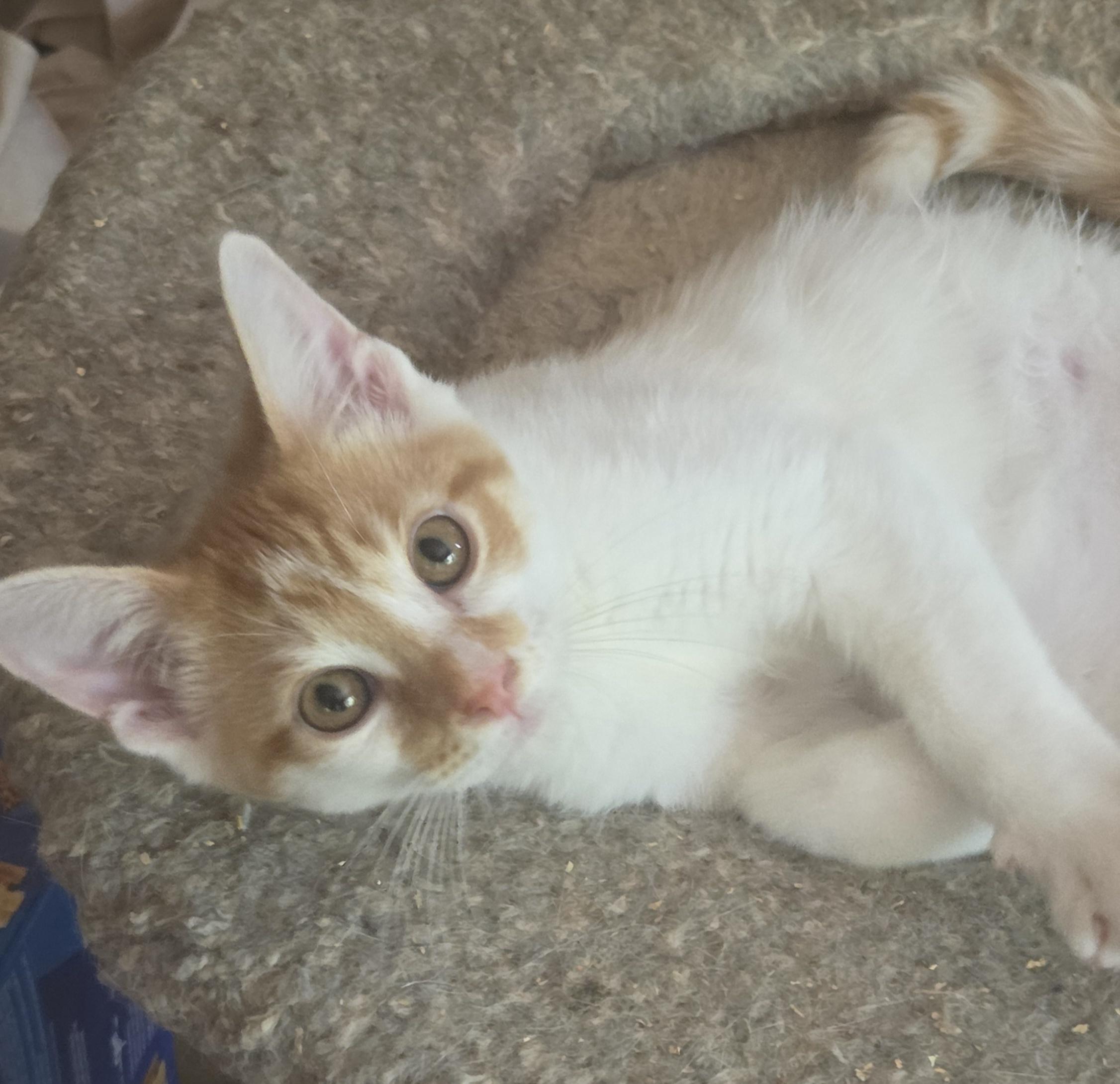 CHEETOS, a ADOPTABLE mixed breed in Harrison, MI image 2/3