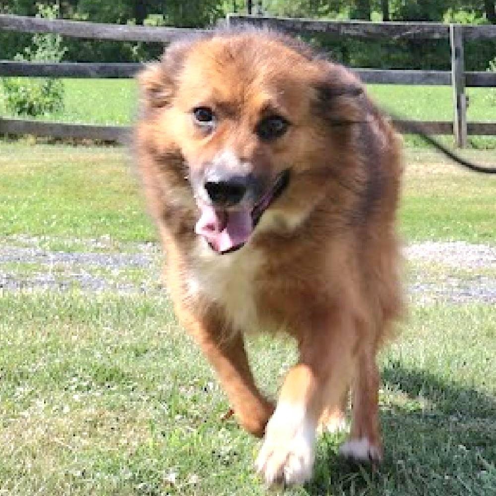 JACOB in NY to meet and greet!, a Adoptable mixed breed in New York, NY image 1/6