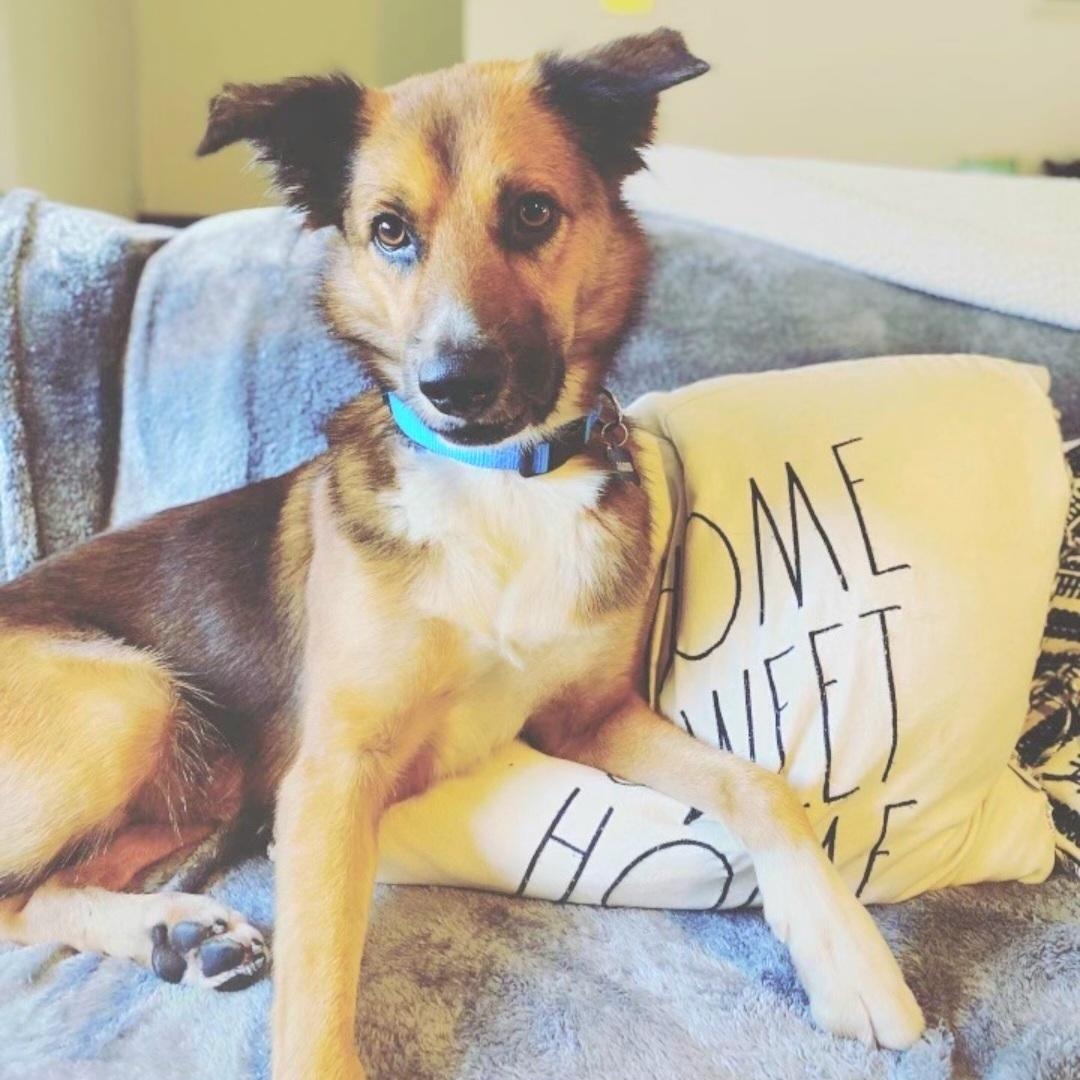 JACOB in NY to meet and greet!, a Adoptable mixed breed in New York, NY image 4/6