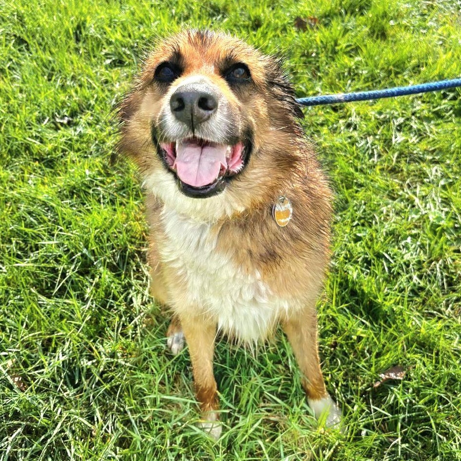 JACOB in NY to meet and greet!, a Adoptable mixed breed in New York, NY image 2/6