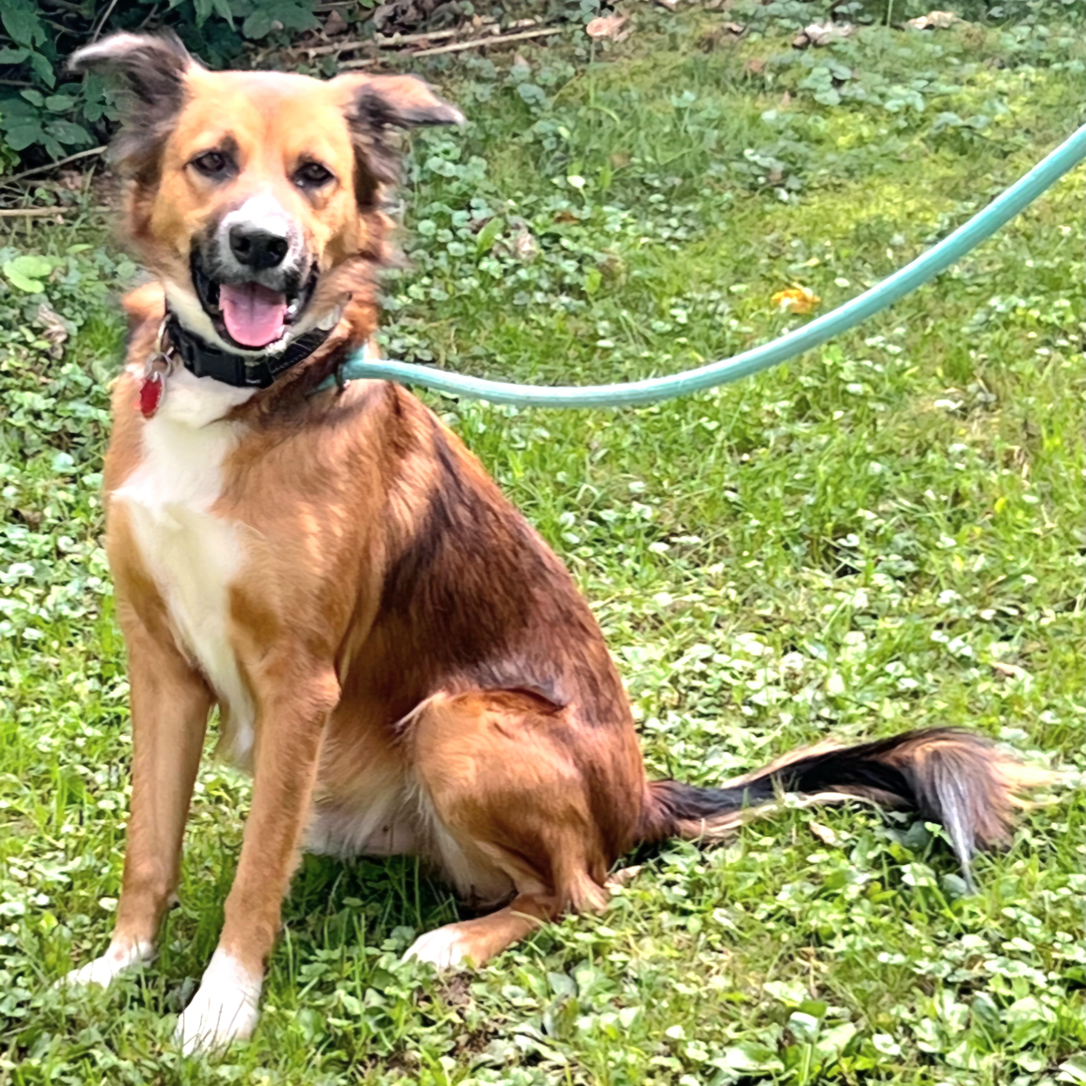 JACOB in NY to meet and greet!, a Adoptable mixed breed in New York, NY image 6/6