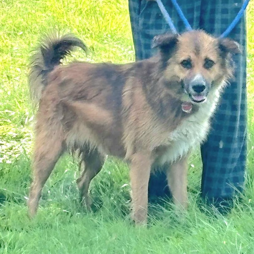 JACOB in NY to meet and greet!, a Adoptable mixed breed in New York, NY image 3/6
