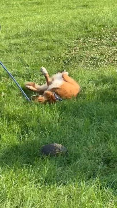 Enlarge JACOB in NY to meet and greet!, a Adoptable mixed breed in New York, NY video 5/6