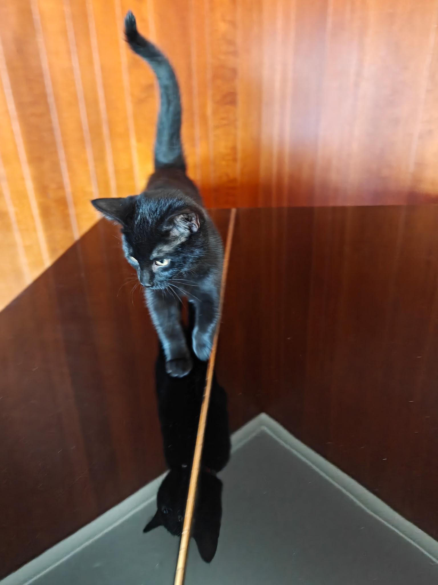 Enlarge Vivian, a Adoptable Domestic Short Hair in Boone, IA image 3/4