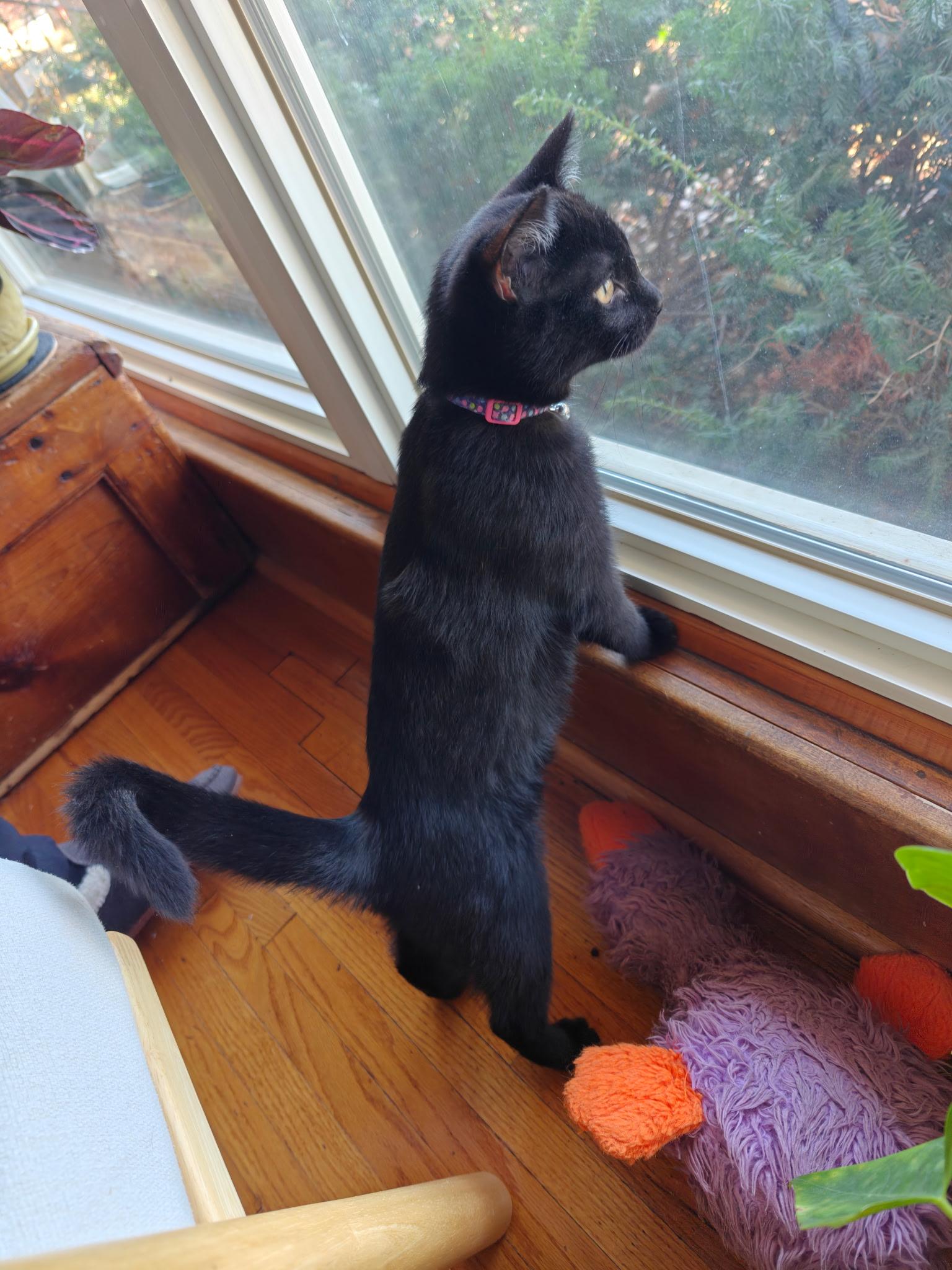 Enlarge Vivian, a Adoptable Domestic Short Hair in Boone, IA image 2/4