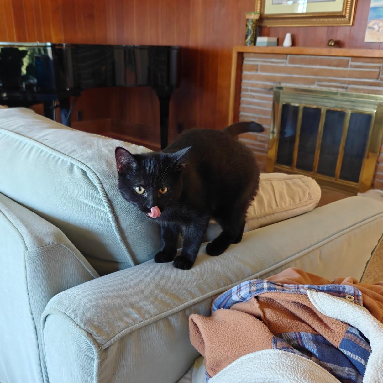 Enlarge Vivian, a Adoptable Domestic Short Hair in Boone, IA image 4/4