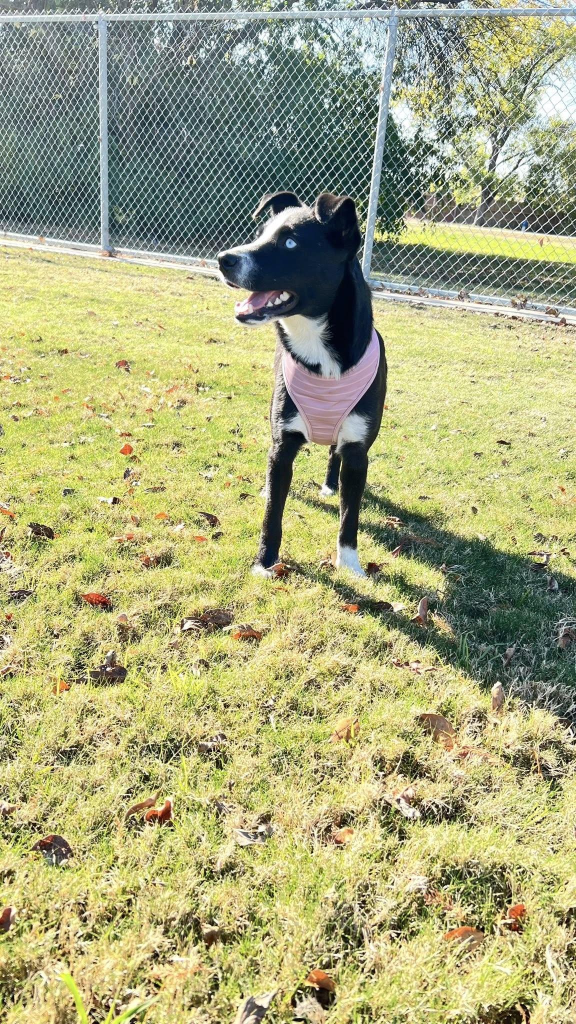 Enlarge Jordan, a ADOPTABLE mixed breed in Frisco, TX image 3/4