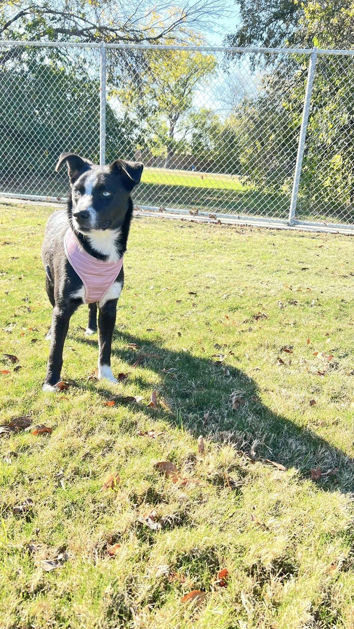 Enlarge Jordan, a ADOPTABLE mixed breed in Frisco, TX image 4/4