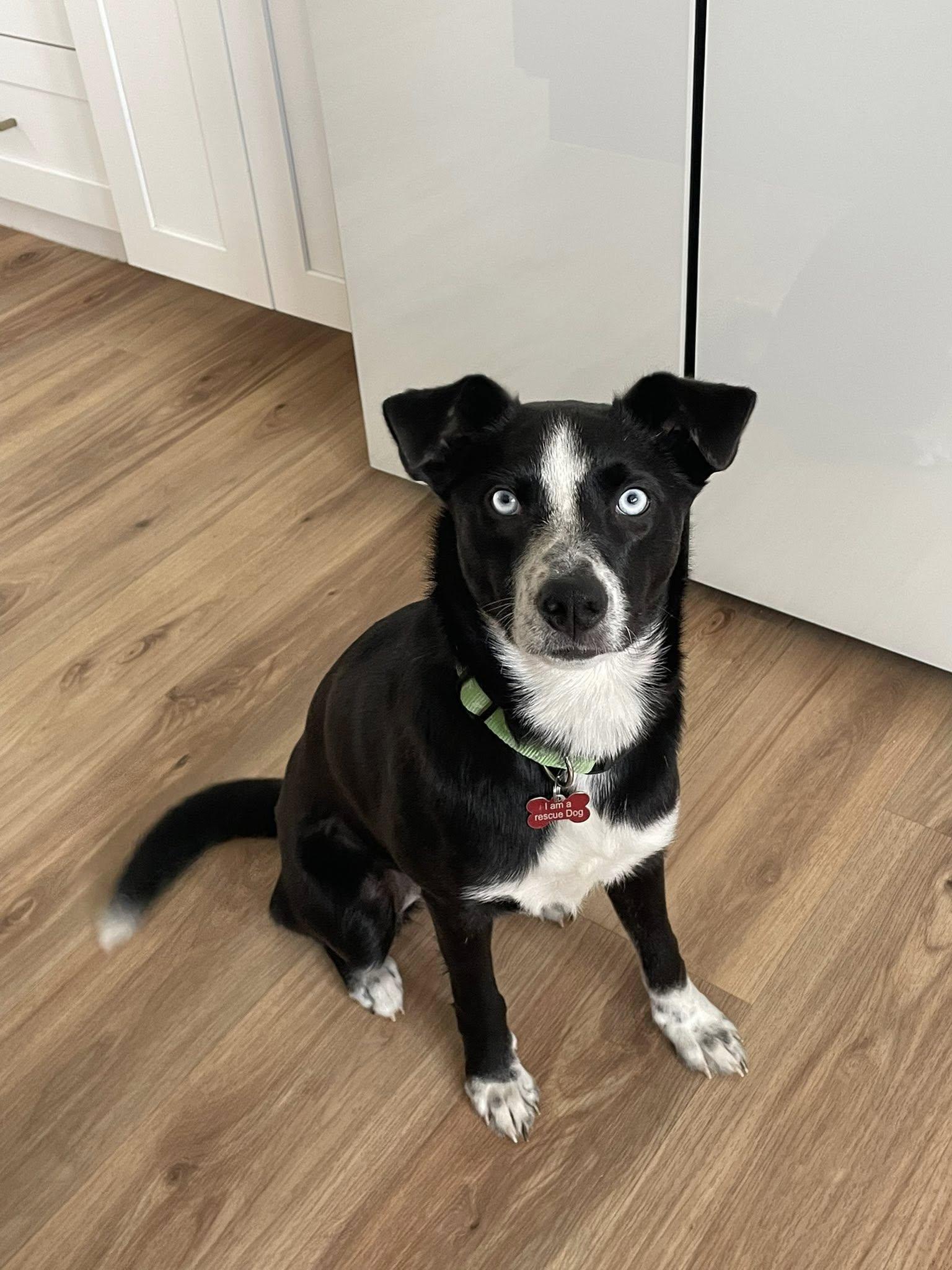 Enlarge Jordan, a ADOPTABLE mixed breed in Frisco, TX image 1/4