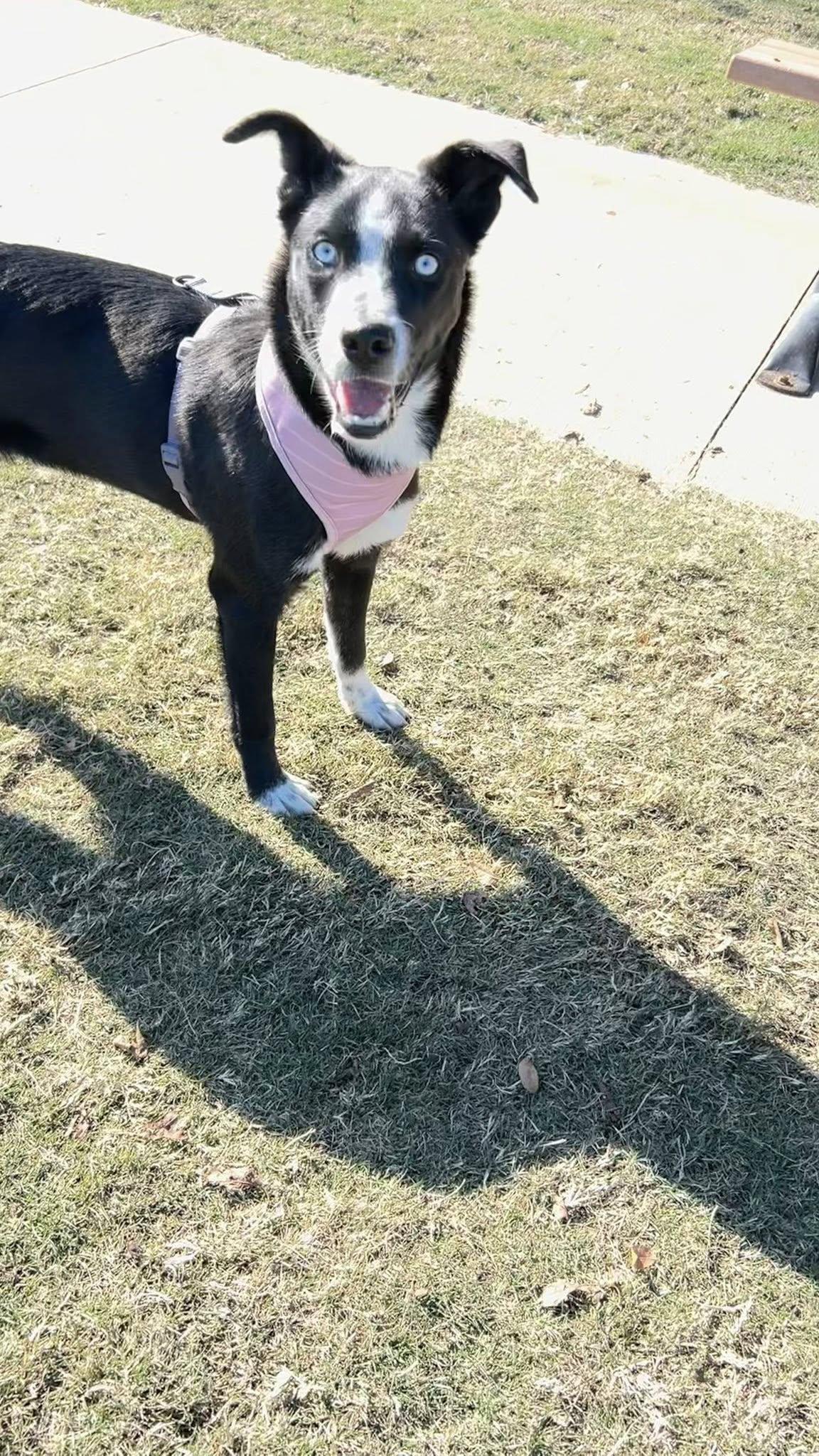 Enlarge Jordan, a ADOPTABLE mixed breed in Frisco, TX image 2/4