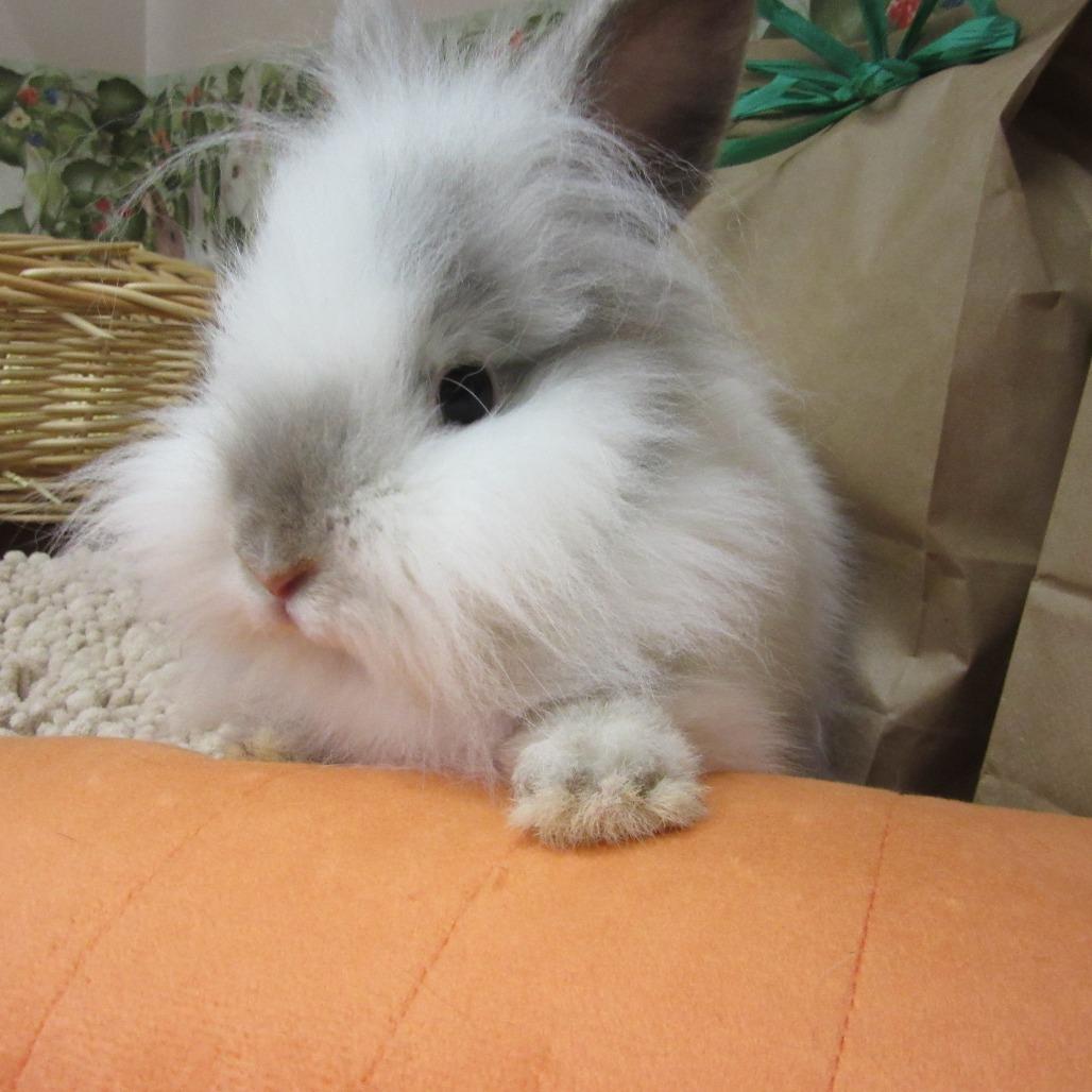 Enlarge Sprite, a Adoptable Lionhead in Newport, PA image 1/4