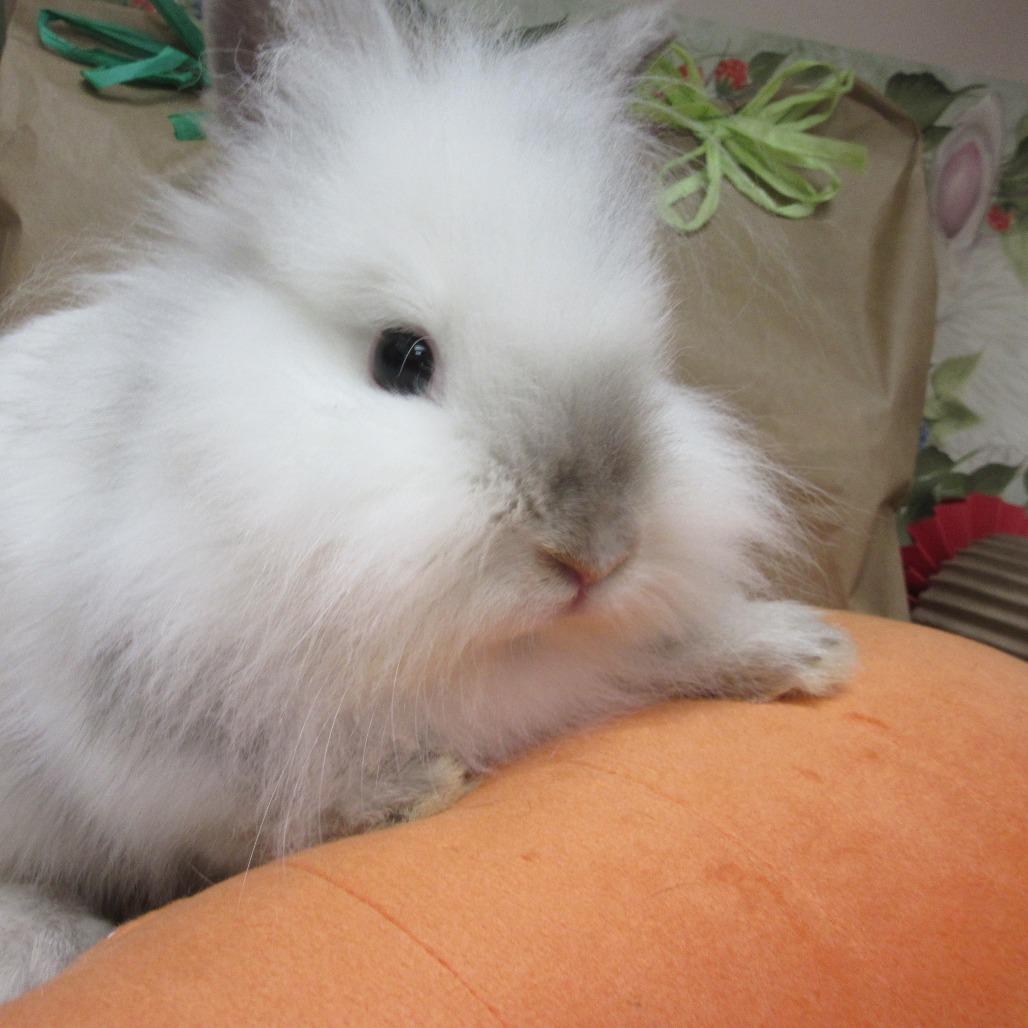 Enlarge Sprite, a Adoptable Lionhead in Newport, PA image 2/4