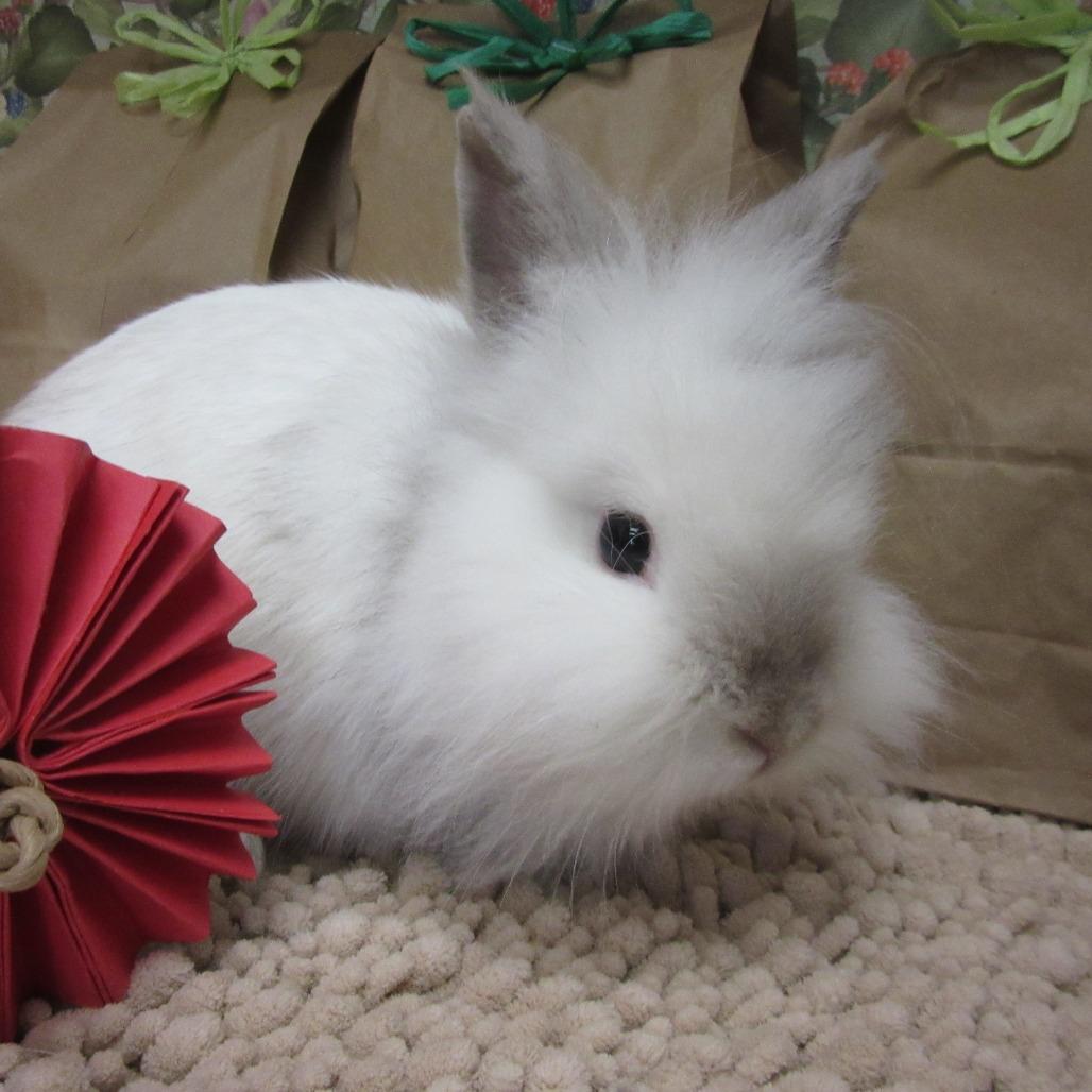 Enlarge Sprite, a Adoptable Lionhead in Newport, PA image 3/4