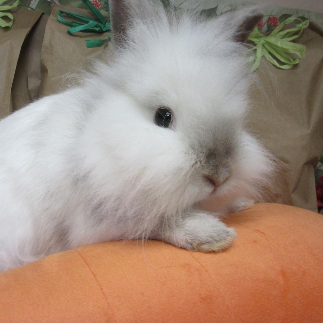 Enlarge Sprite, a Adoptable Lionhead in Newport, PA image 4/4