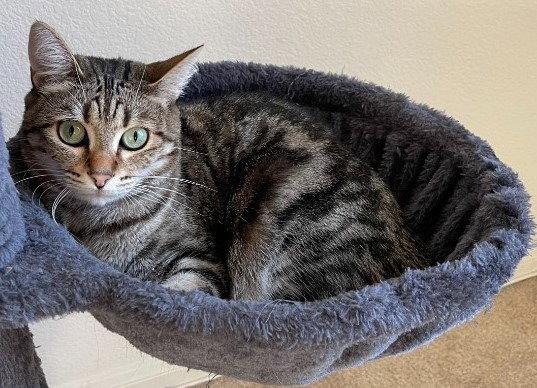 Rain, Adoptable, Adult Female Domestic Short Hair.