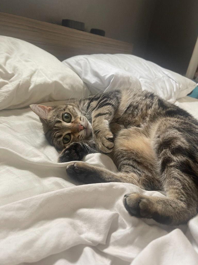 Enlarge Rain, a Adoptable Domestic Short Hair in Battle Ground, WA image 1/3