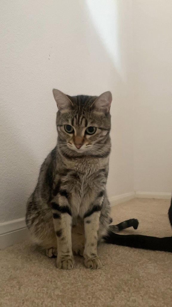 Enlarge Rain, a Adoptable Domestic Short Hair in Battle Ground, WA image 1/3