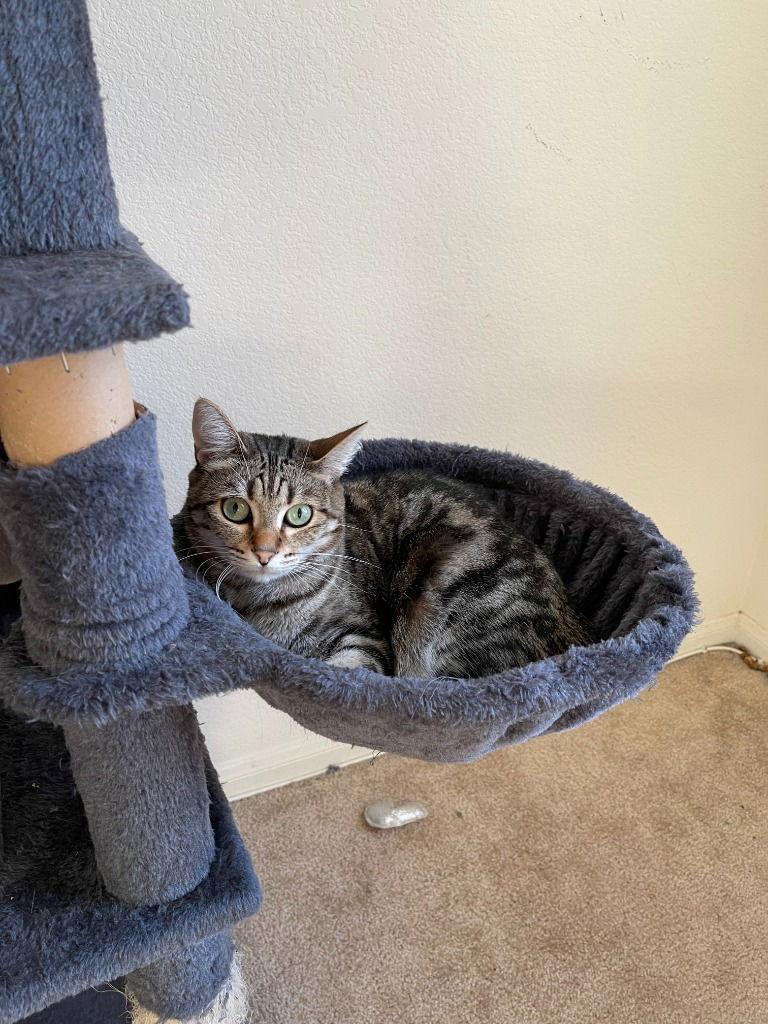 Enlarge Rain, a Adoptable Domestic Short Hair in Battle Ground, WA image 2/3