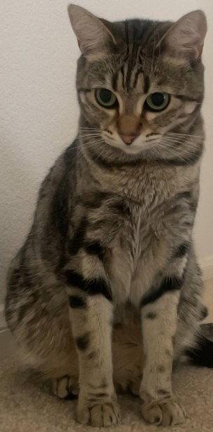 Enlarge Rain, a Adoptable Domestic Short Hair in Battle Ground, WA image 3/3