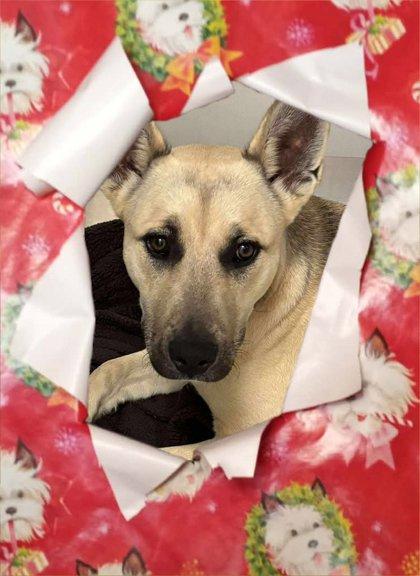 Enlarge Thumper, a ADOPTABLE mixed breed in Waupaca, WI image 1/1