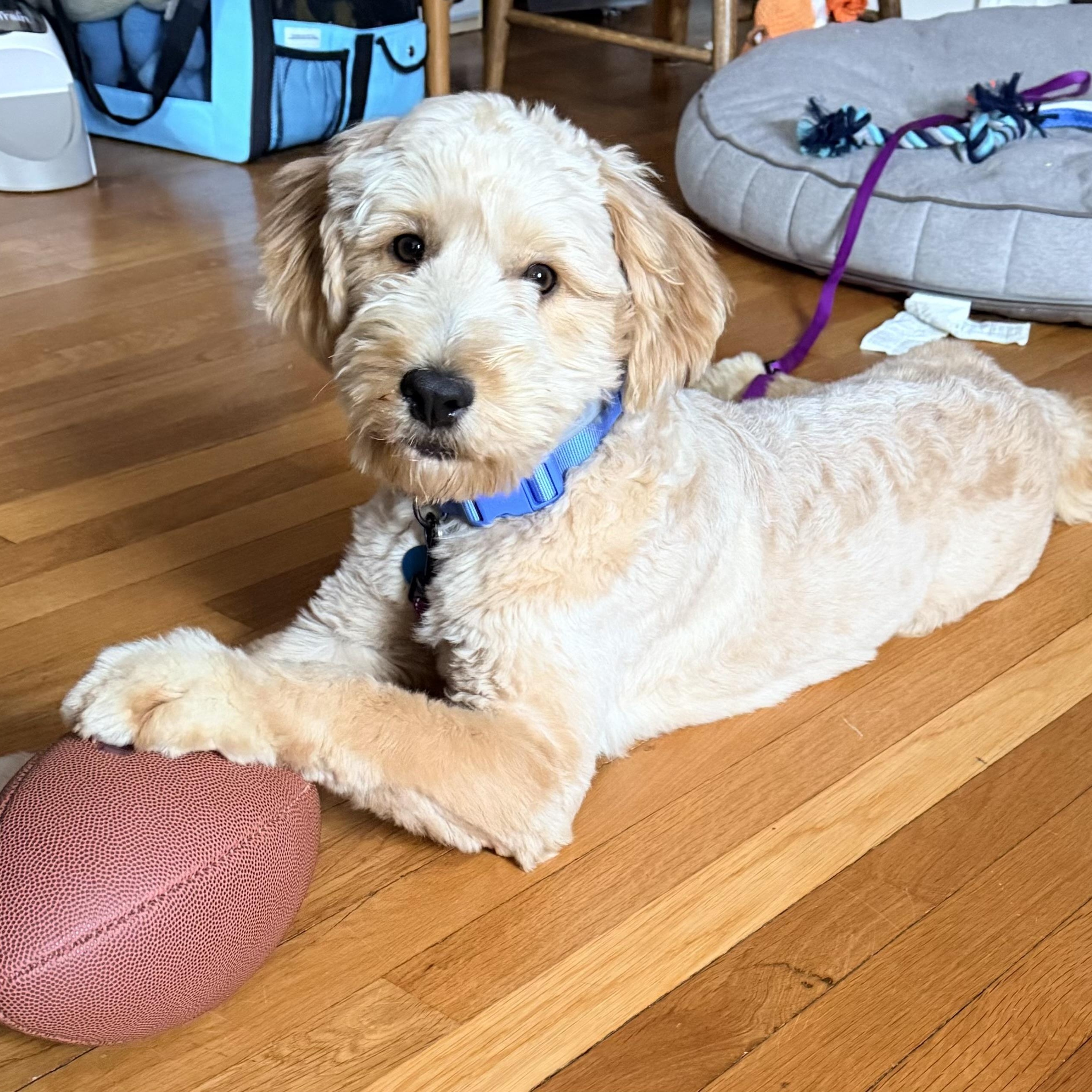 Enlarge Twizzler - PENDING ADOPTION , an adopted mixed breed in Wellesley , MA image 5/6