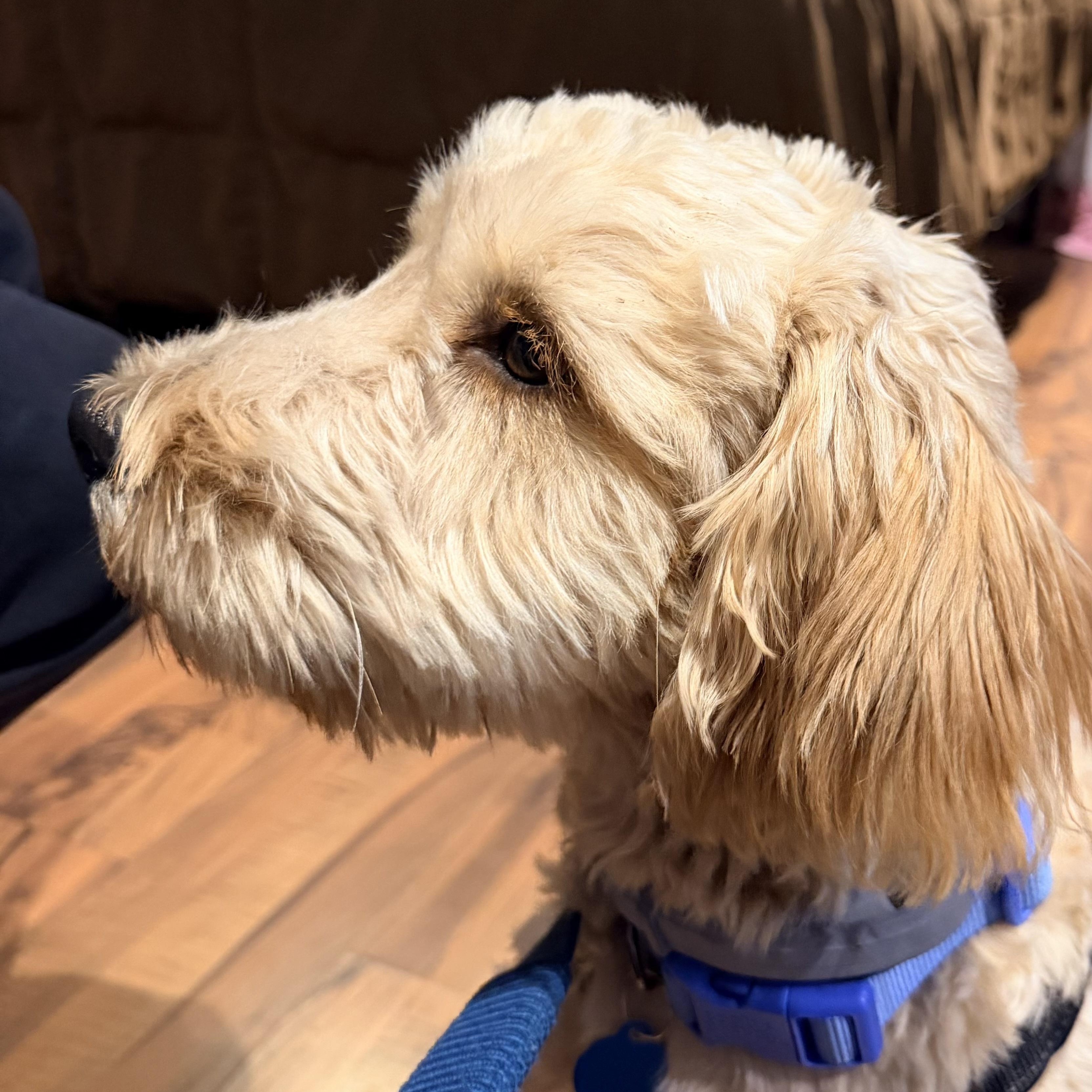 Enlarge Twizzler - PENDING ADOPTION , an adopted mixed breed in Wellesley , MA image 6/6