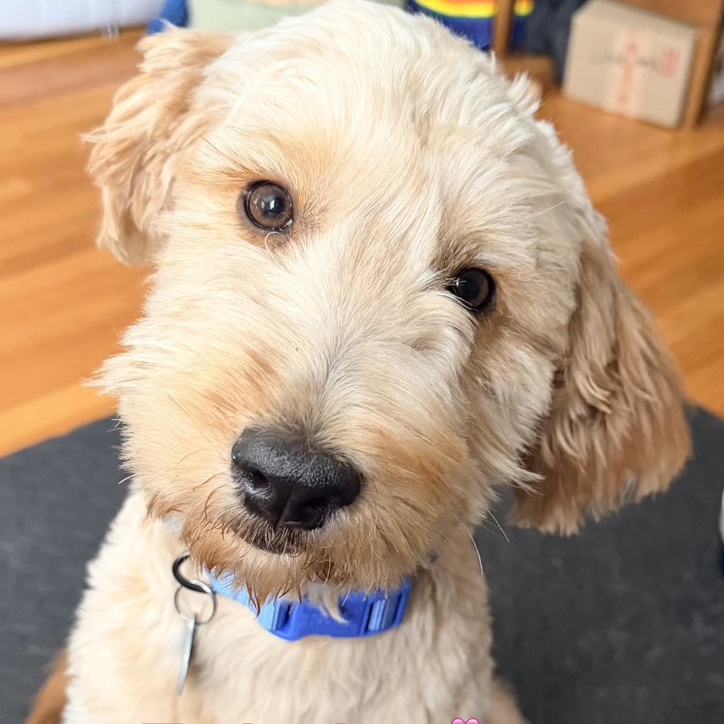 Twizzler - PENDING ADOPTION , adopted, Young Male Mixed Breed & Goldendoodle.