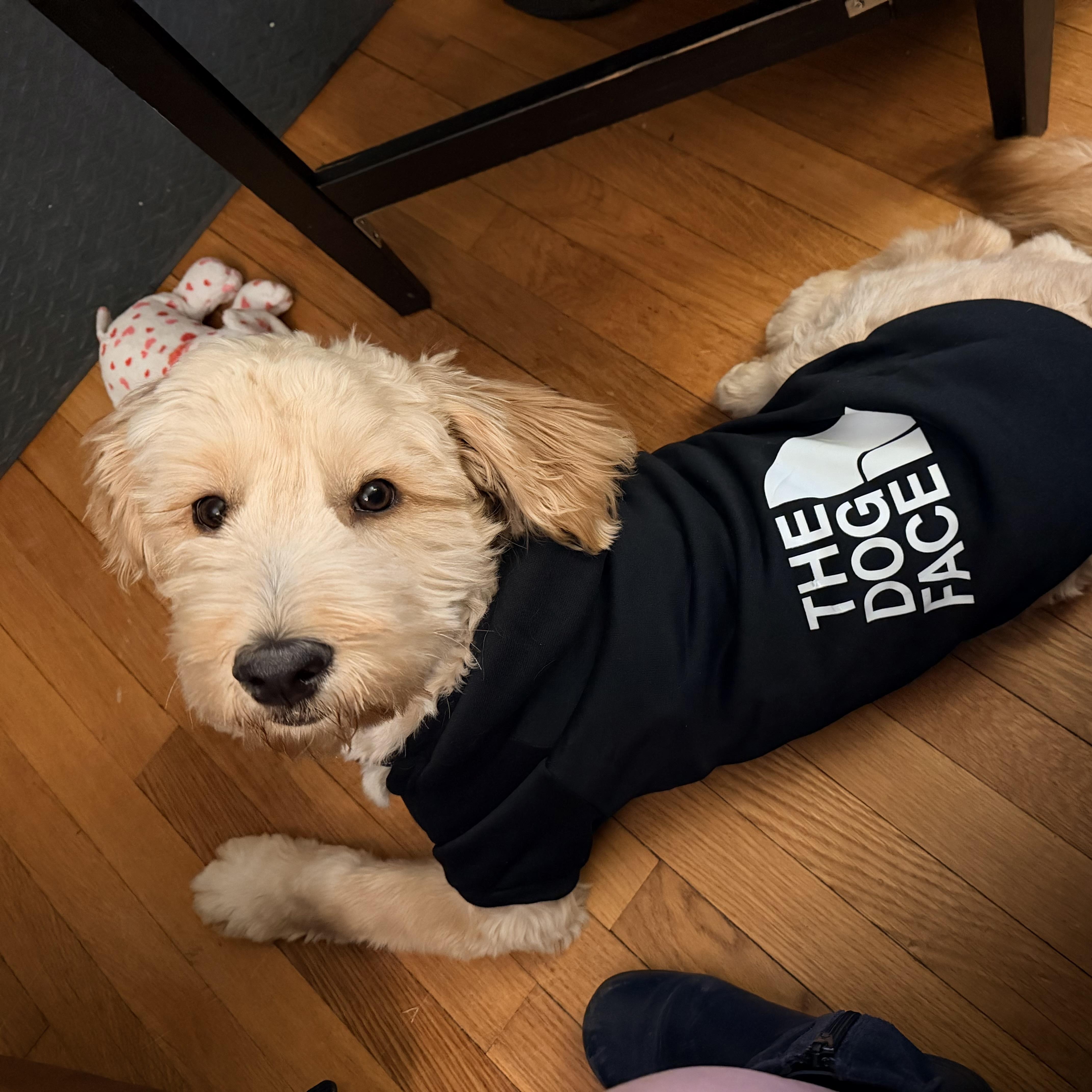 Enlarge Twizzler - PENDING ADOPTION , an adopted mixed breed in Wellesley , MA image 4/6