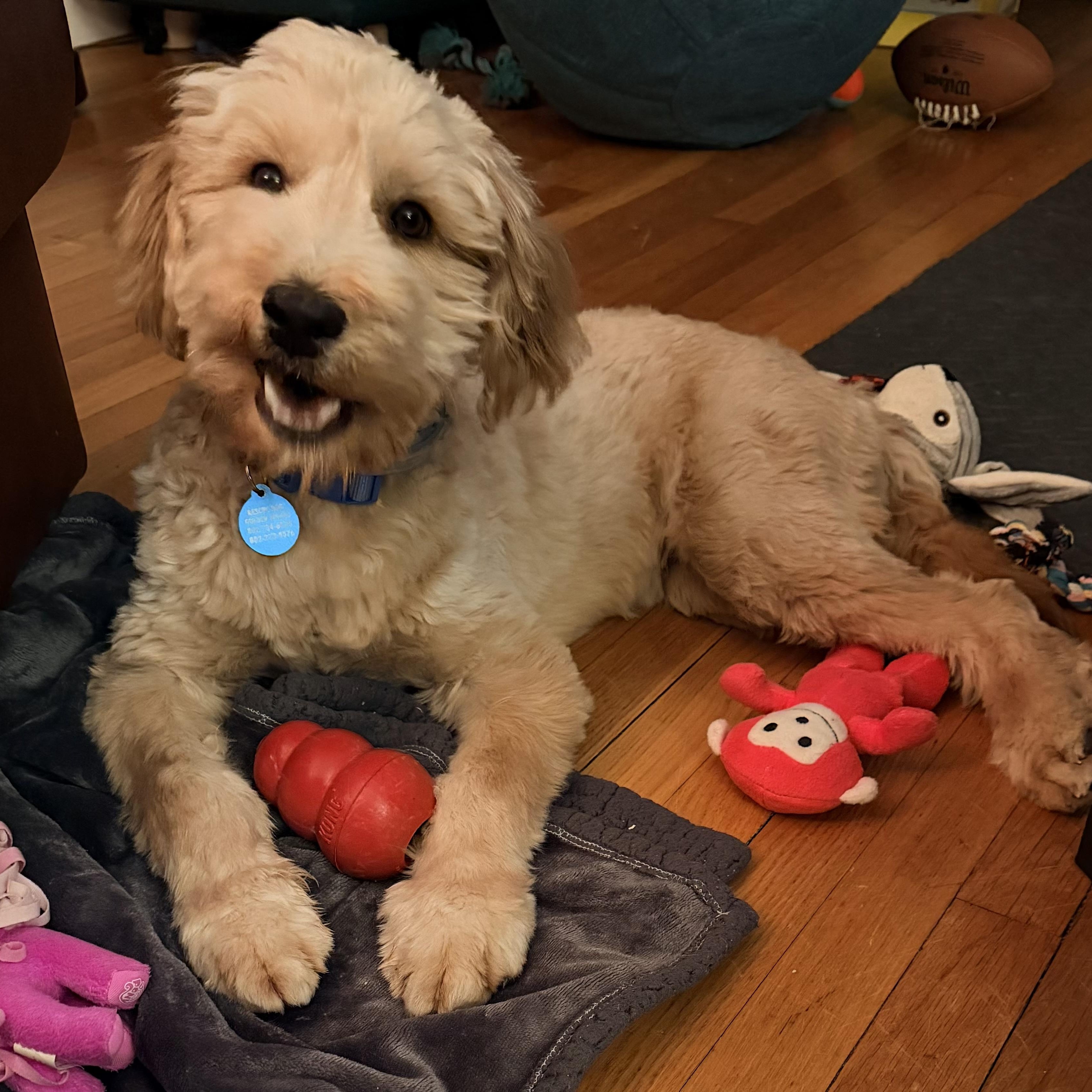 Enlarge Twizzler - PENDING ADOPTION , an adopted mixed breed in Wellesley , MA image 2/6