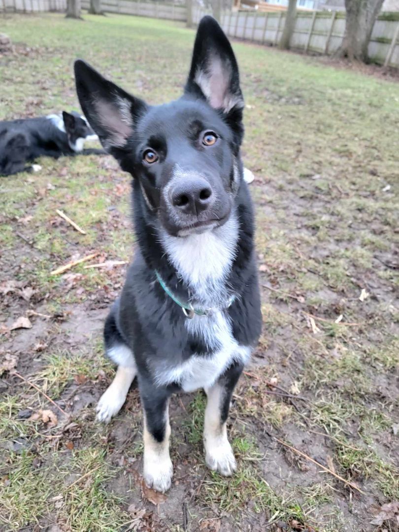 Jack, Adopted, Young Male German Shepherd Dog & Husky.