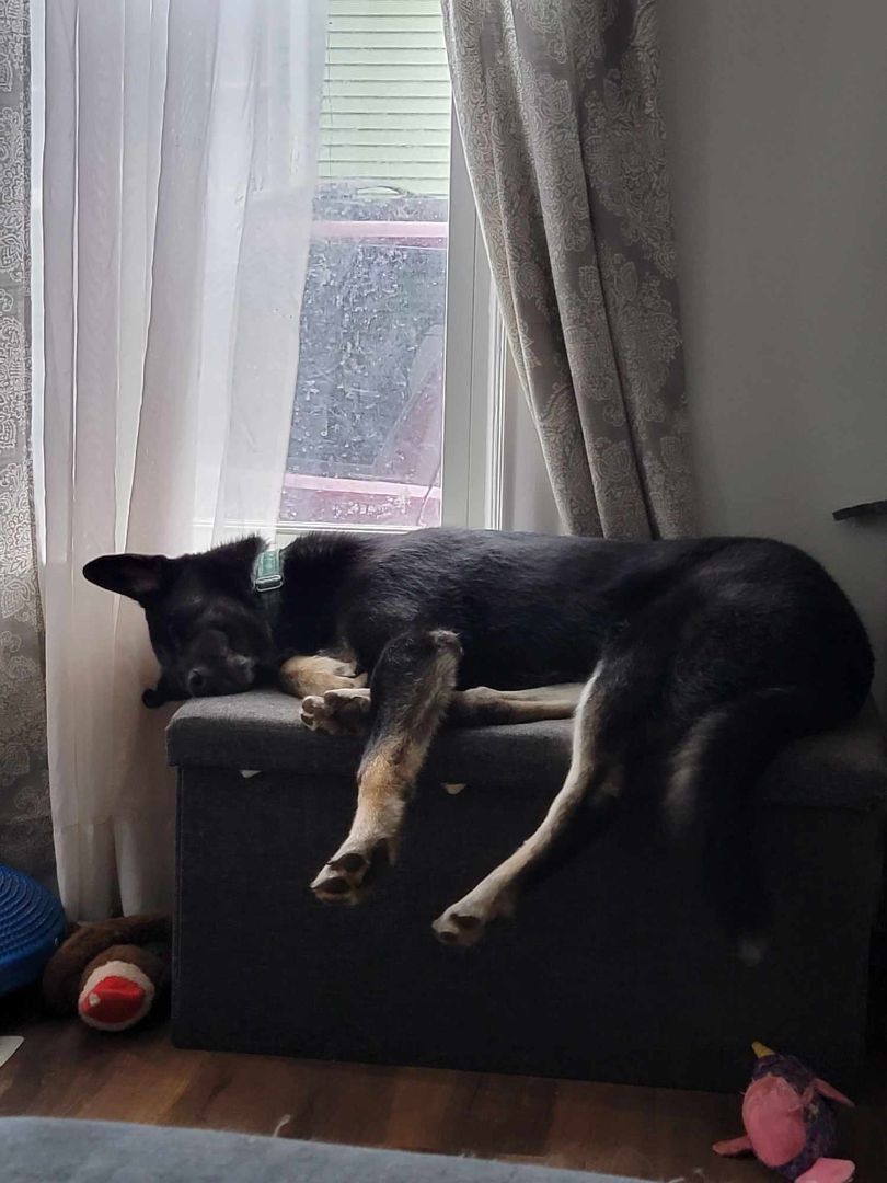 Enlarge Jack, a Adopted mixed breed in Chicago, IL image 2/2