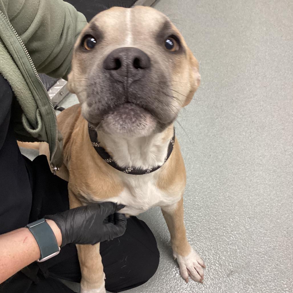 Enlarge Carter, a Adoptable mixed breed in Abilene, TX image 3/6