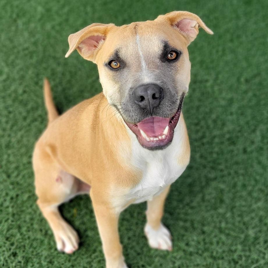Enlarge Carter, a Adoptable mixed breed in Abilene, TX image 6/6