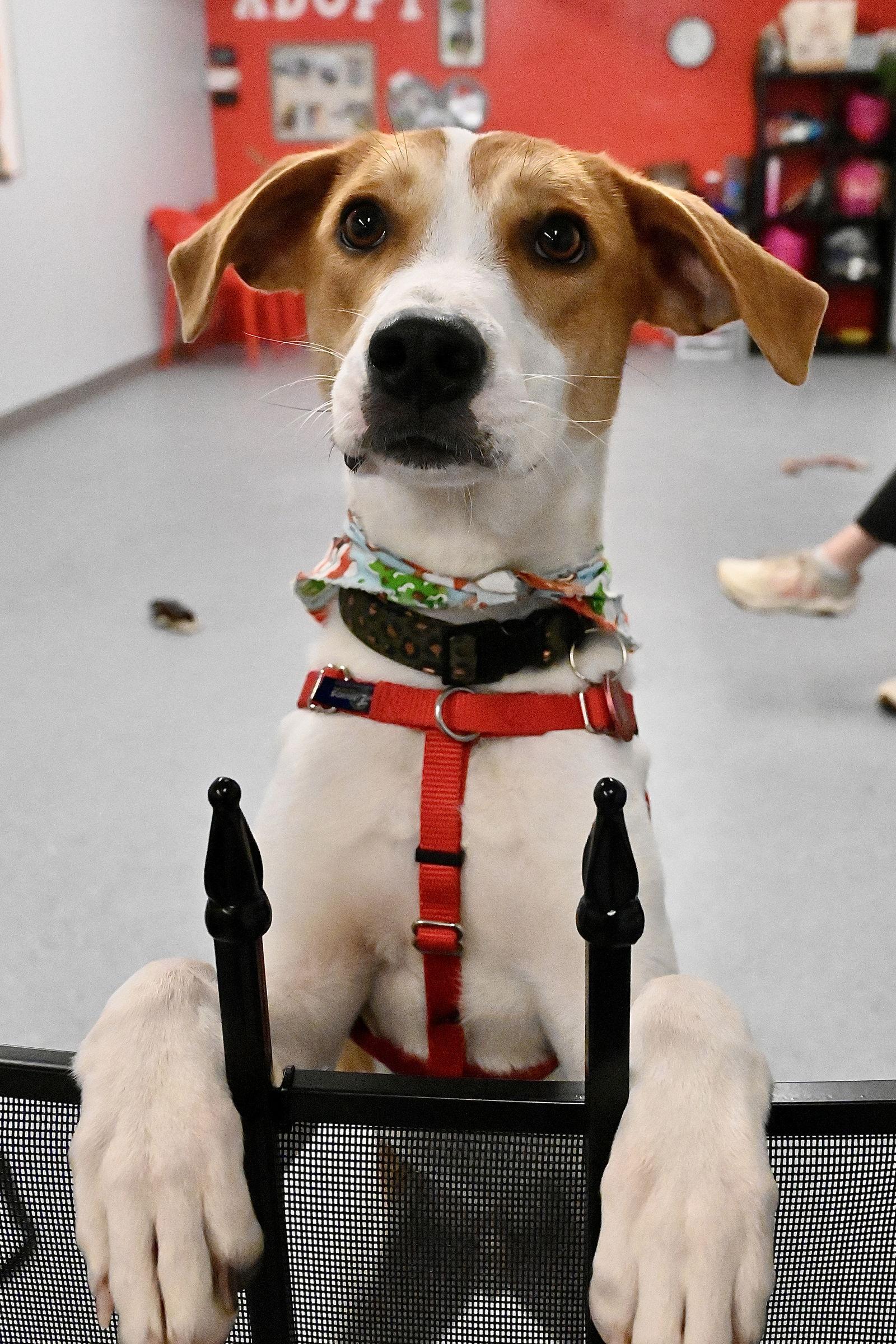 Cajun *LOCAL*, Adopted, Puppy Male Hound.