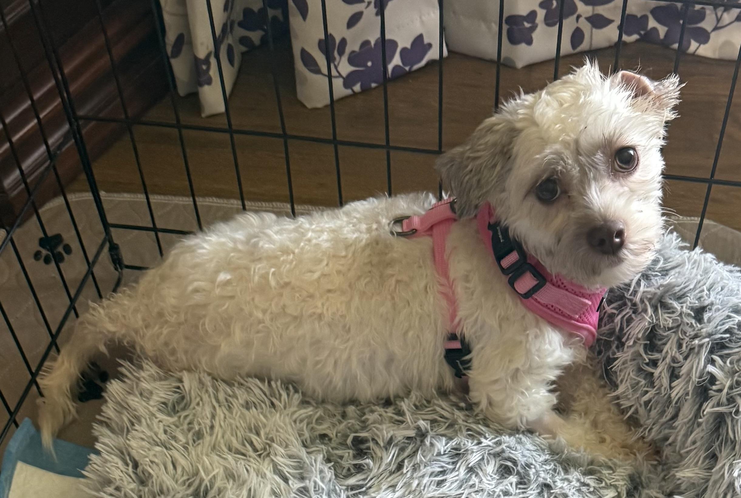 Didi, a ADOPTABLE Havanese in North Tonawanda, NY image 2/2
