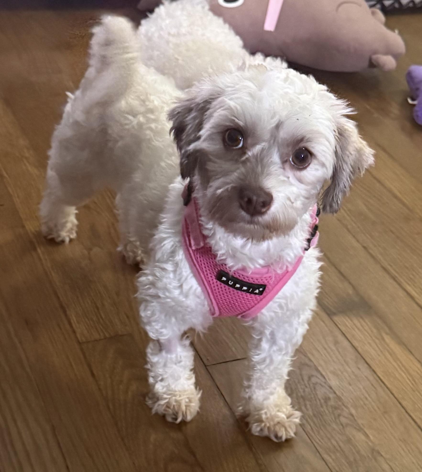 Didi, a ADOPTABLE Havanese in North Tonawanda, NY image 1/2
