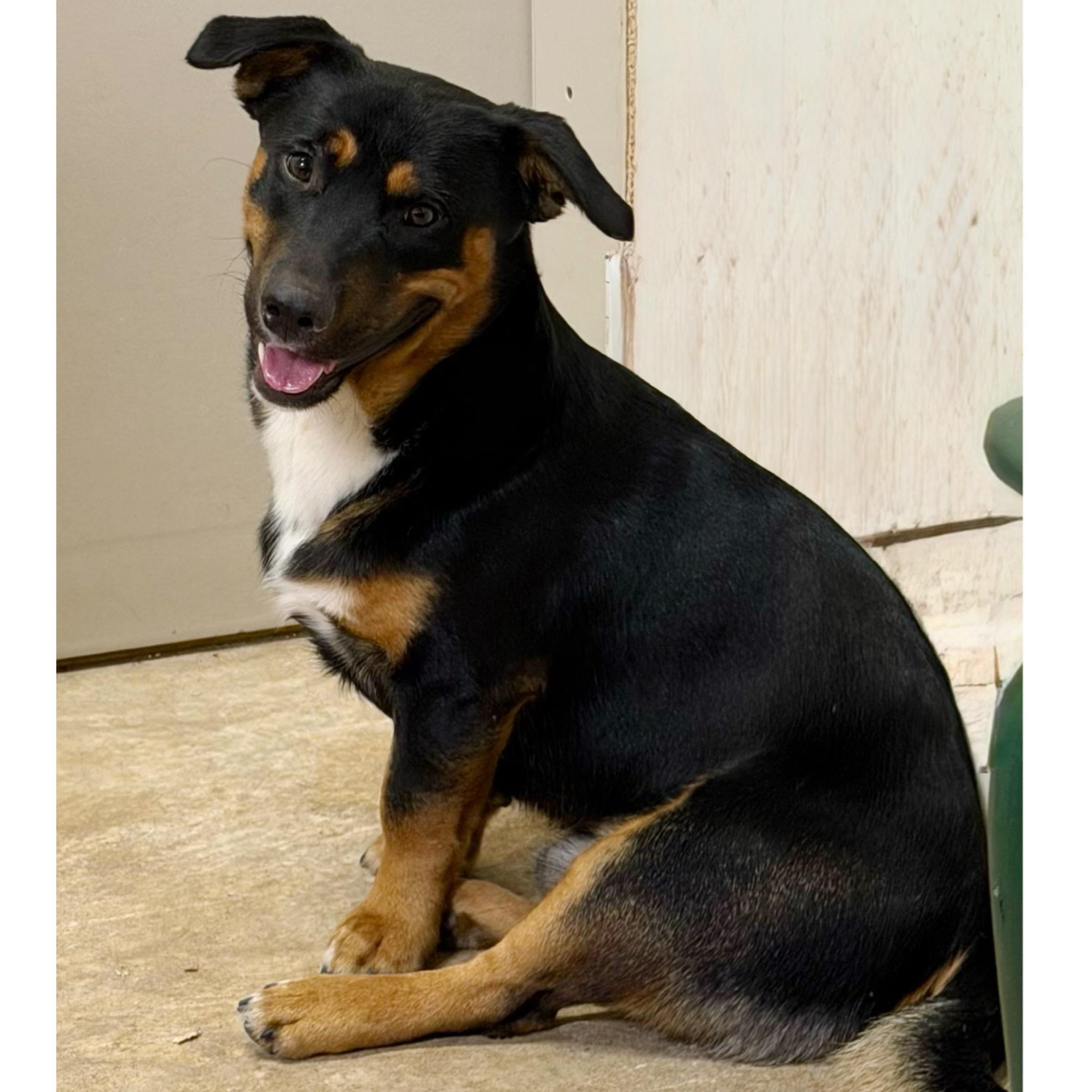 Huck, Adopted, Young Male Dachshund & German Shepherd Dog.