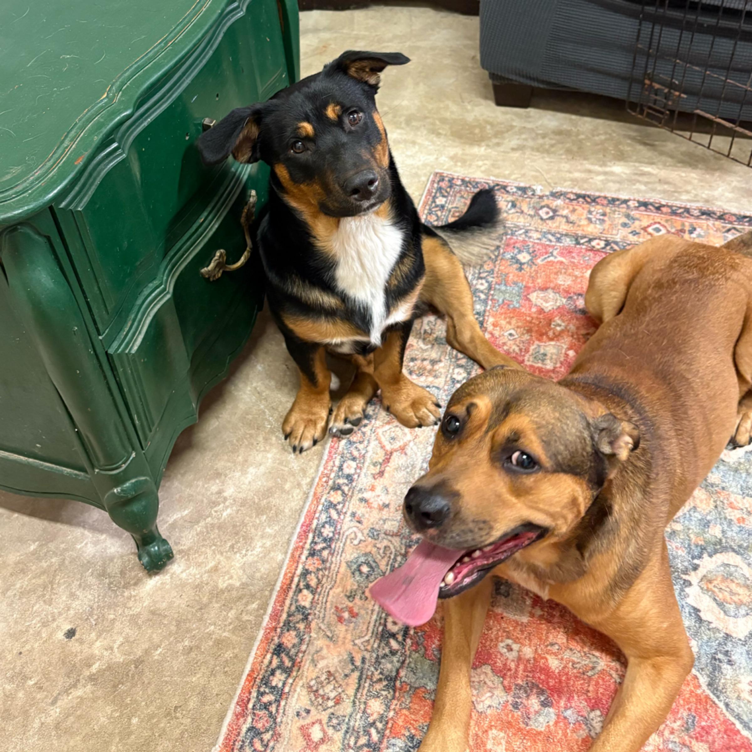 Enlarge Huck, a Adopted mixed breed in Kingwood, TX image 6/6
