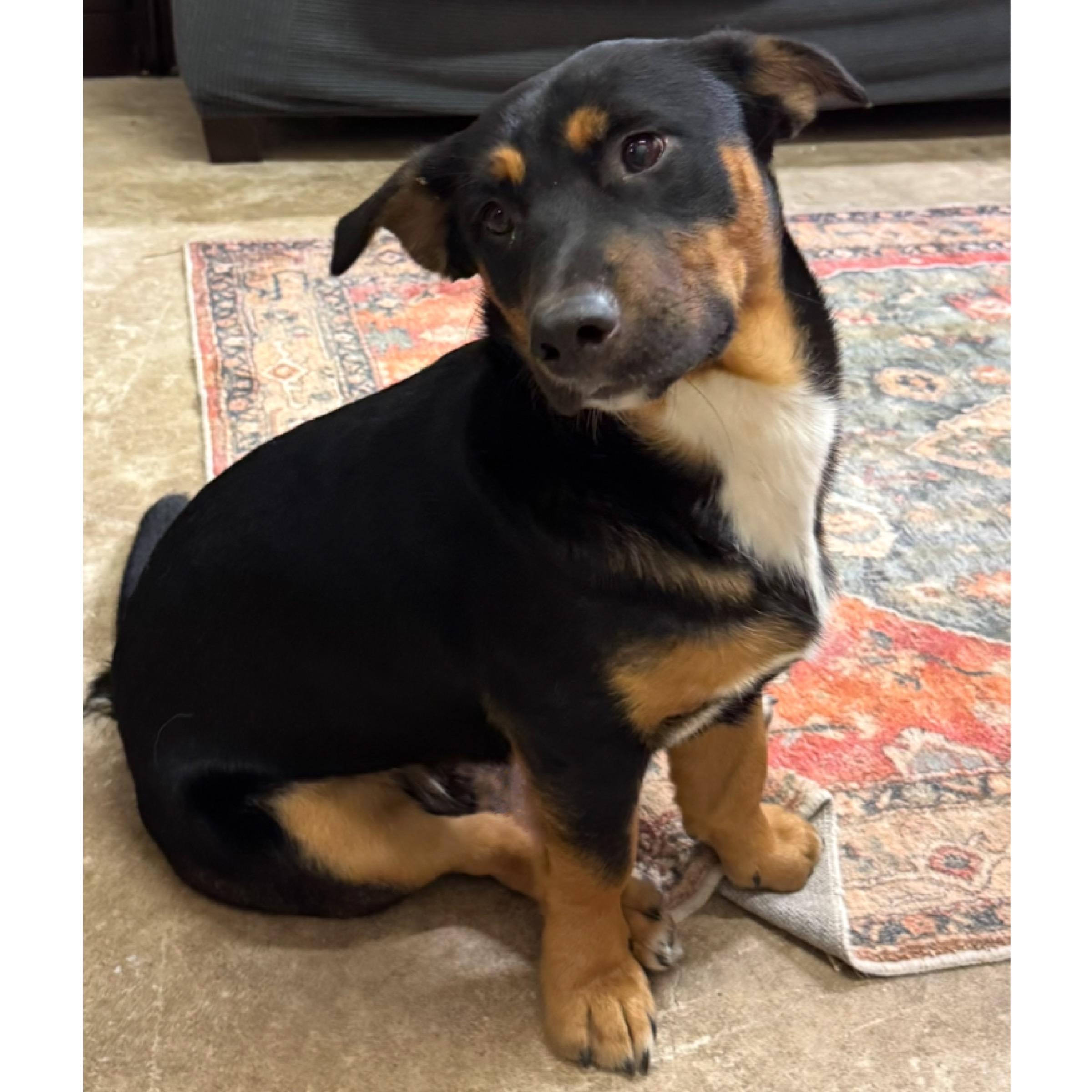 Enlarge Huck, a Adopted mixed breed in Kingwood, TX image 5/6