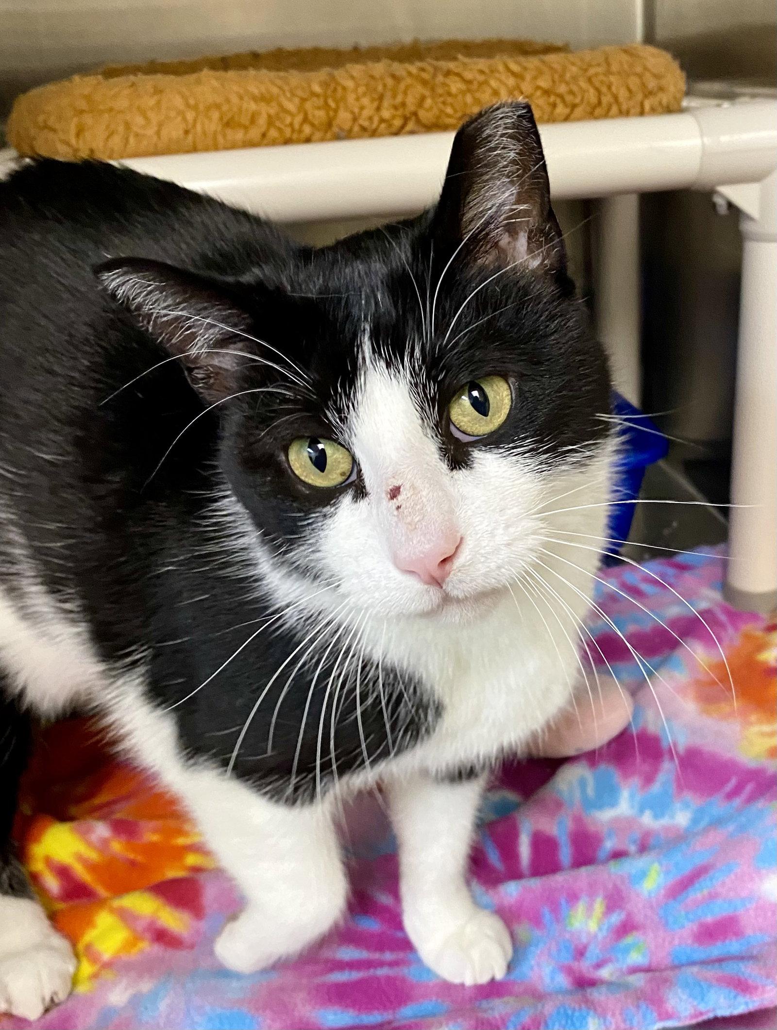 Cornholio, a Adopted Domestic Short Hair in Fargo, ND image 1/2