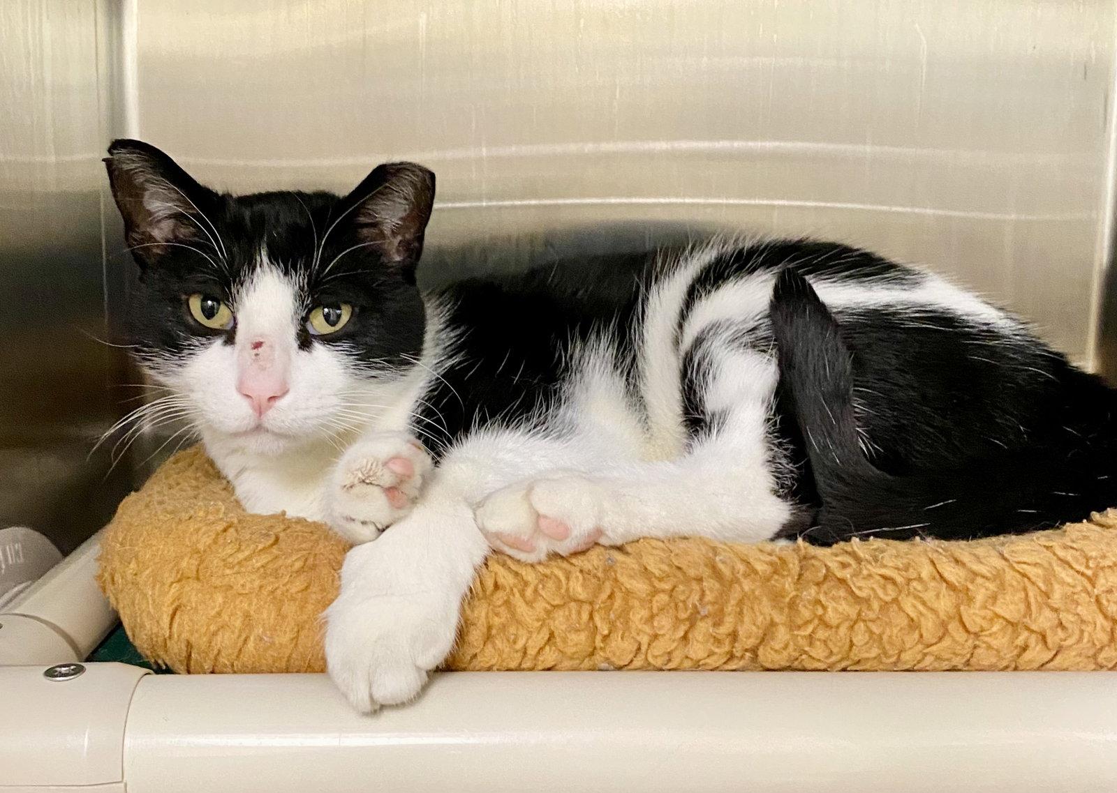Cornholio, a Adopted Domestic Short Hair in Fargo, ND image 2/2