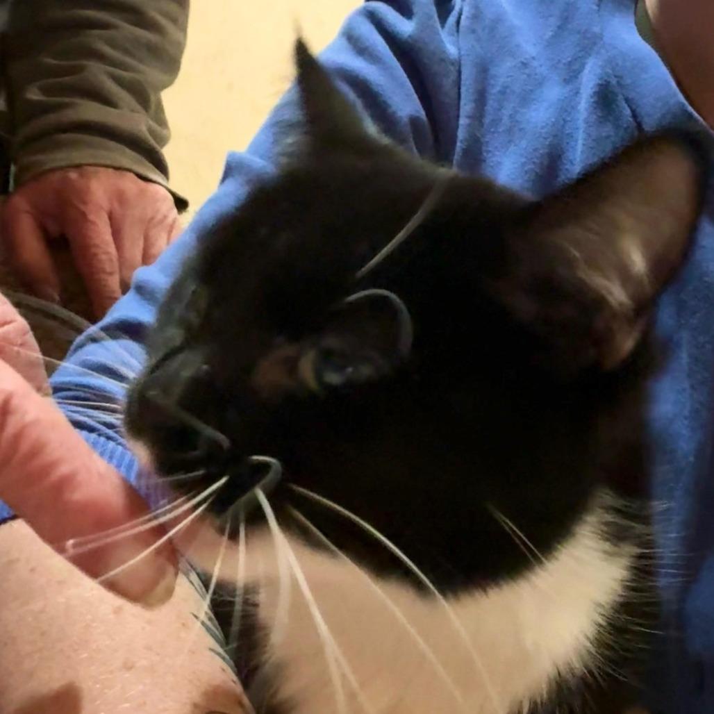 Lulu, Adoptable, Adult Female Domestic Short Hair.