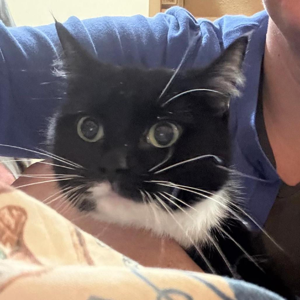 Enlarge Lulu, a Adoptable Domestic Short Hair in Kingman, KS image 2/3