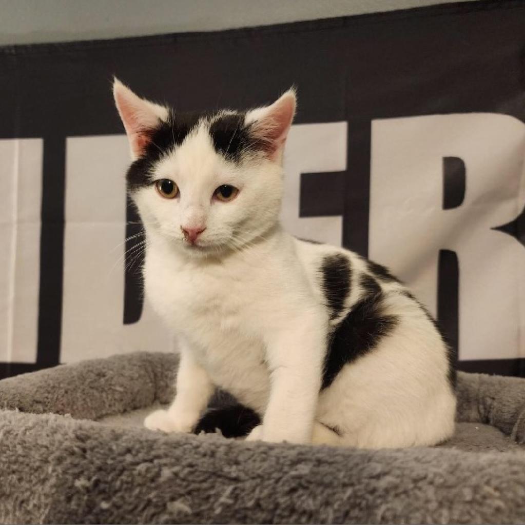 Enlarge 0223-03 Leonard, a Adoptable Domestic Short Hair in Abingdon, MD image 2/6