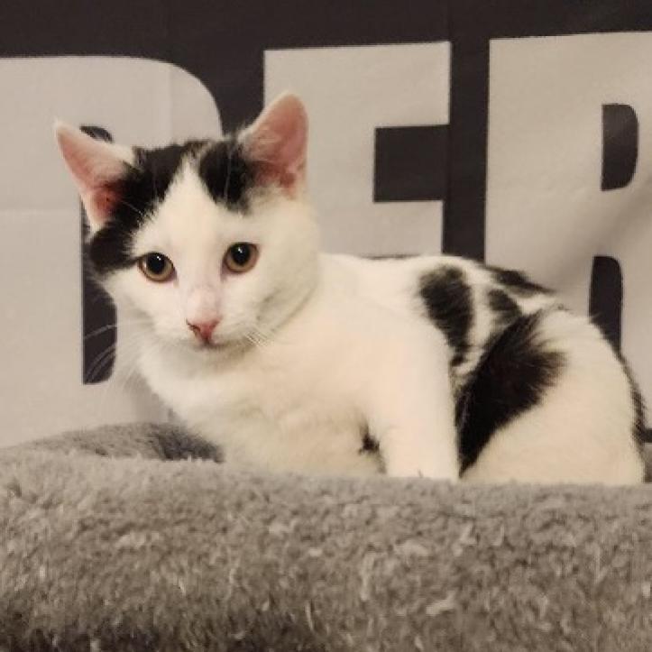 Enlarge 0223-03 Leonard, a Adoptable Domestic Short Hair in Abingdon, MD image 3/6