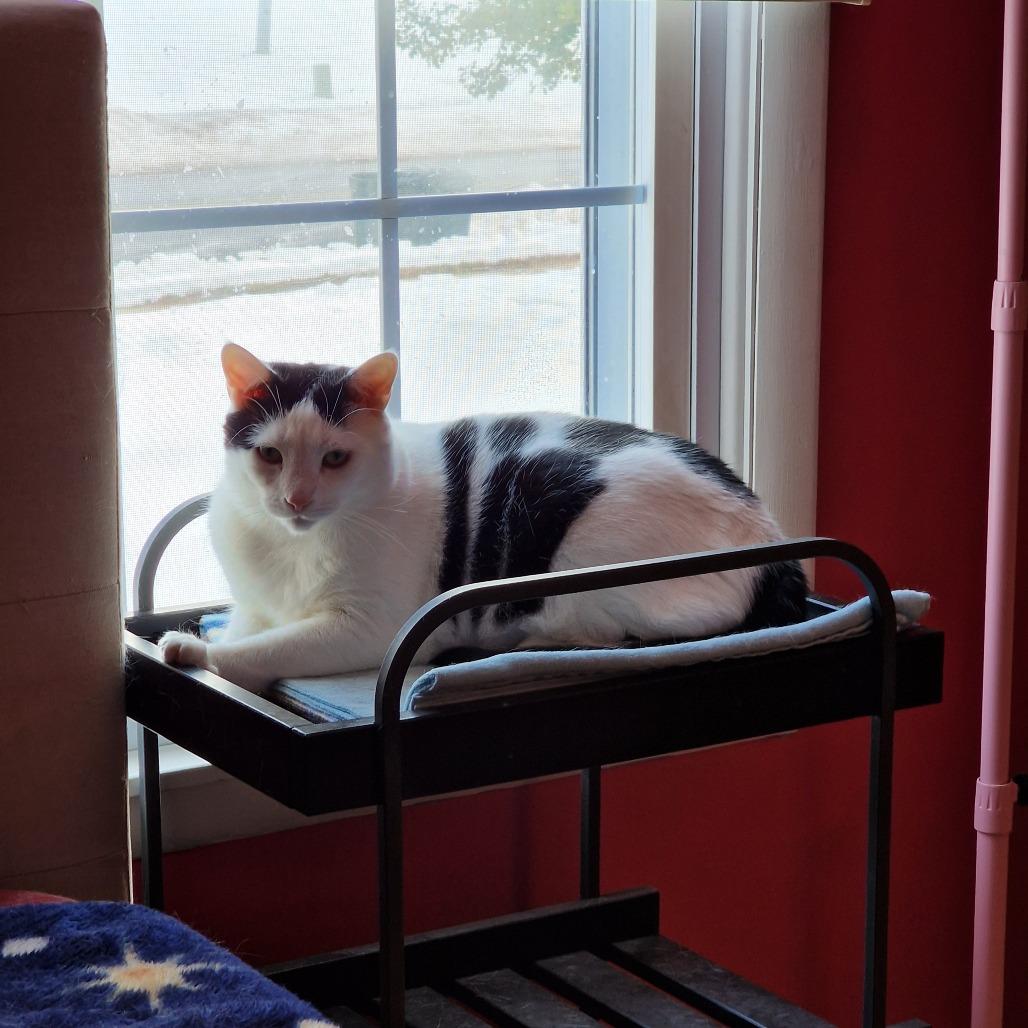 Enlarge 0223-03 Leonard, a Adoptable Domestic Short Hair in Abingdon, MD image 4/6