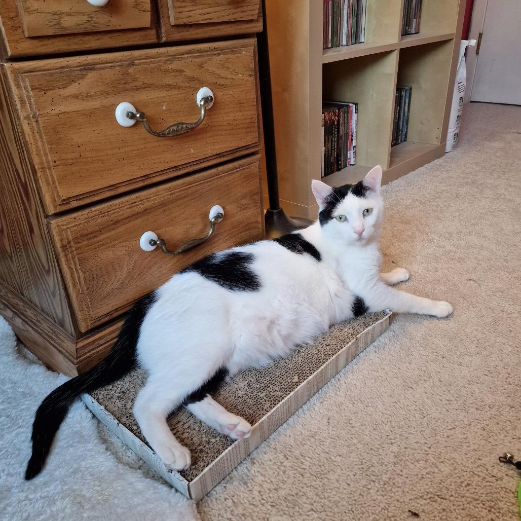 Enlarge 0223-03 Leonard, a Adoptable Domestic Short Hair in Abingdon, MD image 5/6