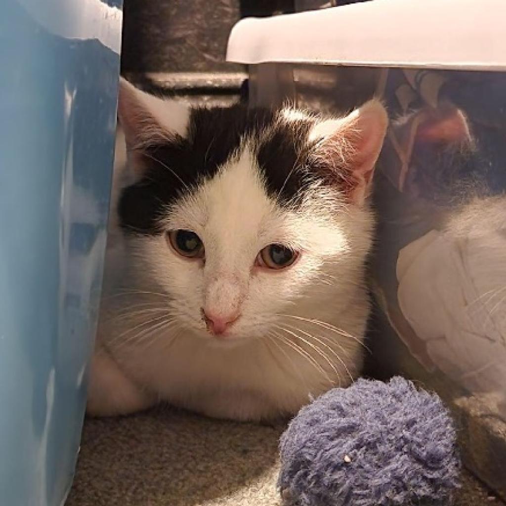 Enlarge 0223-03 Leonard, a Adoptable Domestic Short Hair in Abingdon, MD image 6/6