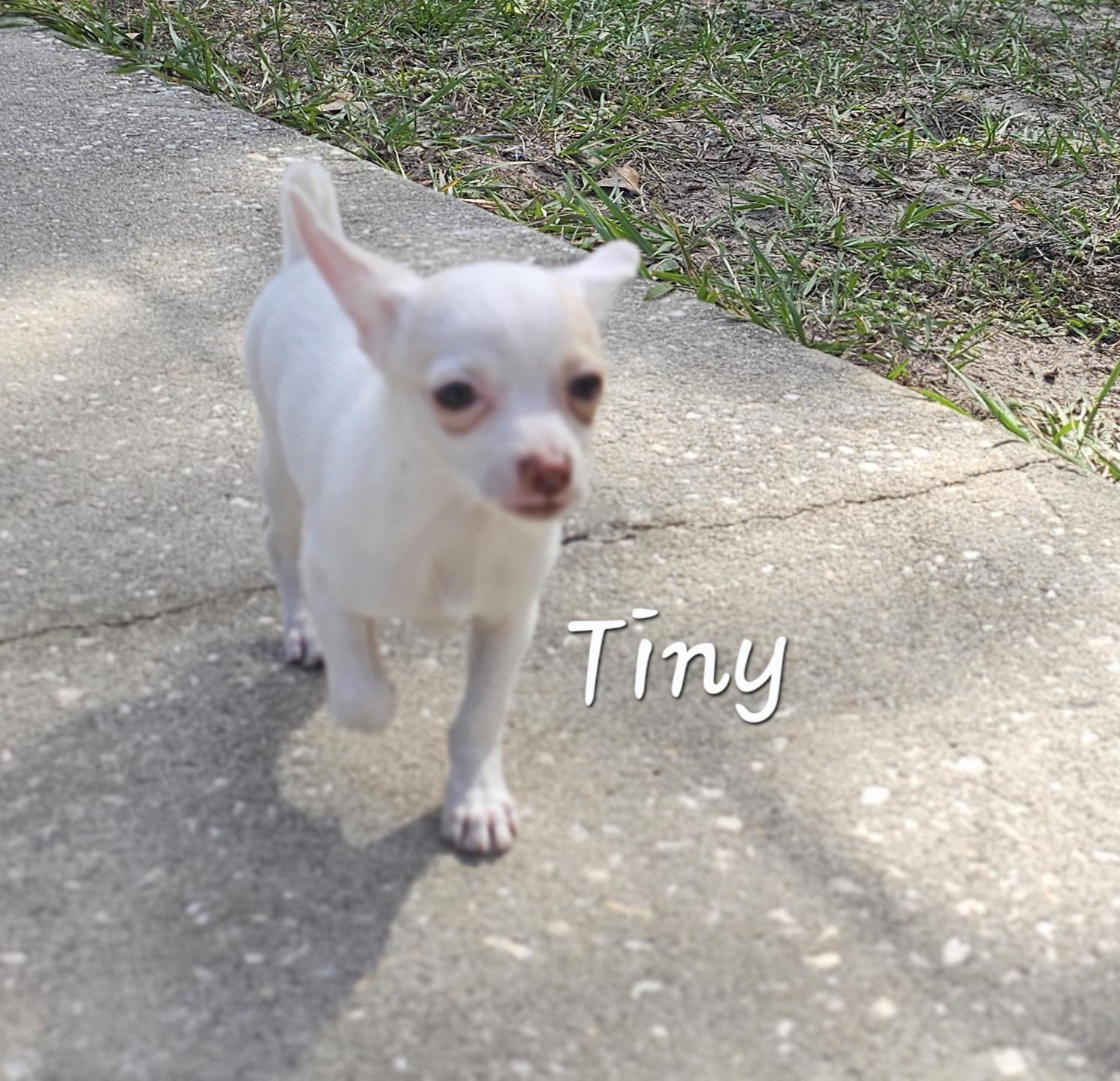 Tiny